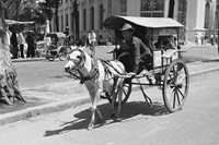 Đi xe ngựa (Bài đọc hiểu tiếng Việt lớp 4 - đề số 22)